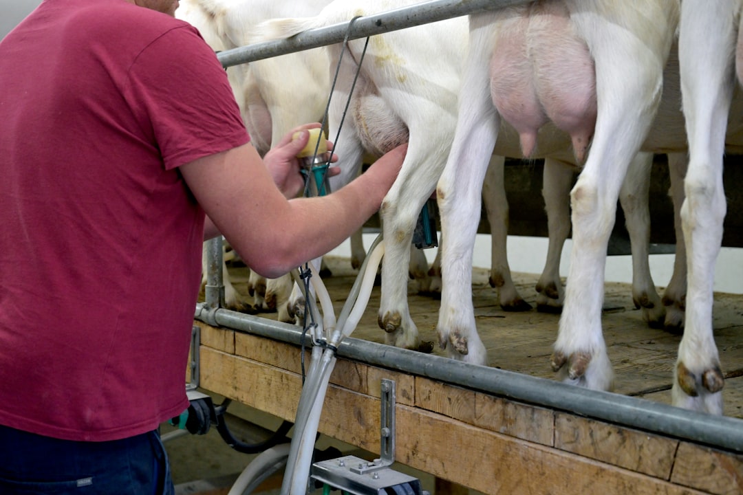 Animal Weighing App: Accurate Livestock Weight Measurement